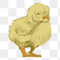 Png yellow baby chick  animal illustration, transparent background