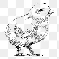 Png baby chick sketch  animal illustration, transparent background