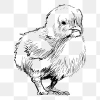 Png baby chick sketch  animal illustration, transparent background