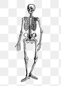 Human skeleton png illustration, transparent background. Free public domain CC0 image.