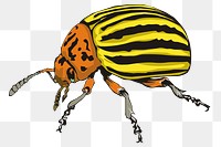 Insect png illustration, transparent background. Free public domain CC0 image.