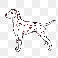 Dalmatian dog png sticker, transparent background. Free public domain CC0 image.