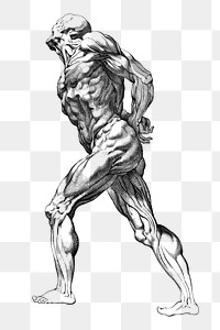 Human muscle anatomy drawing png sticker, transparent background. Free public domain CC0 image.