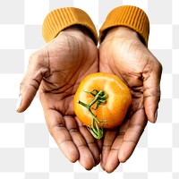 PNG Hands holding tomato, collage element, transparent background