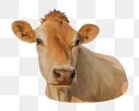 Dairy cattle png sticker, transparent background