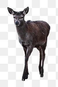 Brown deer png sticker, wild animal, transparent background