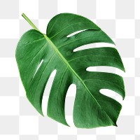 Monstera leaf png sticker, transparent background