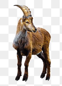 Alpine ibex png sticker, transparent background