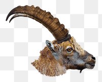 Alpine ibex head png sticker, transparent background