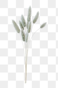 Hare's tail grass png sticker, botanical, transparent background