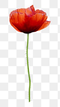 Red poppy flower png sticker, botanical, transparent background