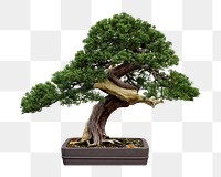 Bonsai tree houseplant png sticker, transparent background