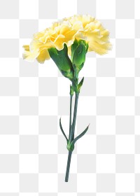 Yellow carnation flower png sticker, transparent background