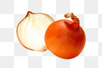 Onion vegetable png, transparent background