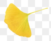 Autumn ginkgo leaf png, transparent background