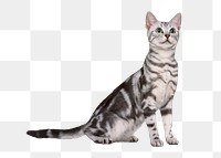 British shorthair cat png animal, transparent background