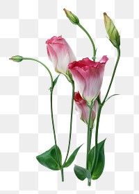 Pink lisianthus flower png, transparent background