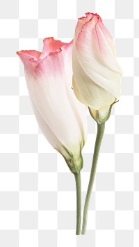Pink lisianthus flower png, transparent background