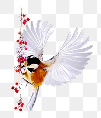 Brambling bird png sticker, animal transparent background