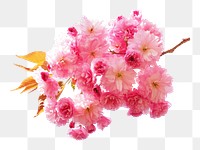 Cherry blossom png sticker, transparent background