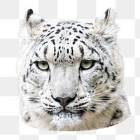 Snow leopard png animal, transparent background