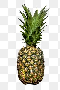 Pineapple tropical fruit png sticker, transparent background