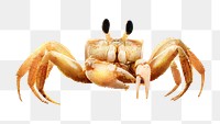 Crab png sticker, animal transparent background