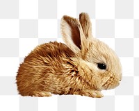 Baby rabbit png sticker, animal transparent background