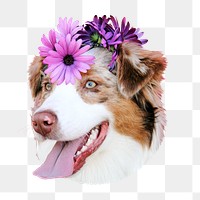 Australian Shepherd dog png, transparent background