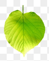 Leaf png, transparent background