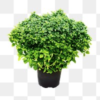 Potted plant png sticker, transparent background