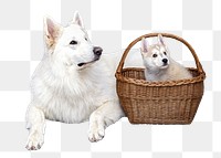 Swiss Shepherd dog png, transparent background