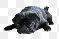 Black pug dog png, transparent background