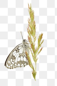 Butterfly on grass png sticker, transparent background