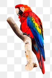 Parrot on branch png sticker, transparent background