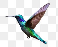 Flying hummingbird png sticker, transparent background