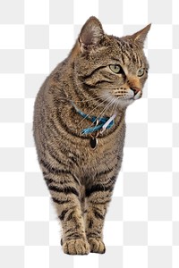 European shorthair cat png animal, transparent background