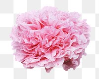 Pink Chinese peony png sticker, transparent background