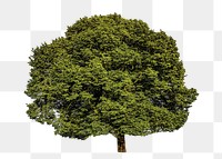 Large tree png sticker, transparent background