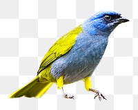 Canary birds png sticker, transparent background