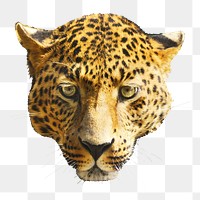 Leopard png sticker, transparent background