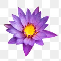 Purple water lily png, transparent background