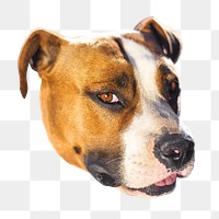 Png American Staffordshire Terrier dog sticker, transparent background