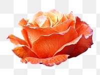 Orange rose png flower sticker, transparent background