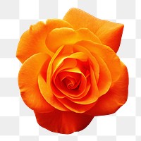 Orange rose png flower sticker, transparent background