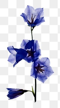 Harebell png sticker, transparent background