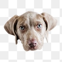 Cute weimaraner dog  png sticker, animal transparent background