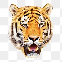 Tiger head png sticker, transparent background