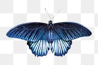 Blue butterfly png sticker, animal transparent background