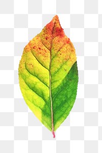 Autumn leaf png, transparent background